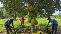 7 Cara Merangsang Pohon Nangka Berbuah Besar dan Lebat, Siap Panen Melimpah