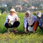 Wali Kota Semarang Hevearita G Rahayu tengah memperhatikan bibit padi Biosalin yang diproyeksikan untuk ditanam di sawah-sawah dengan air payau akibat rob. Foto: liputan6.com/felek wahyu&nbsp;