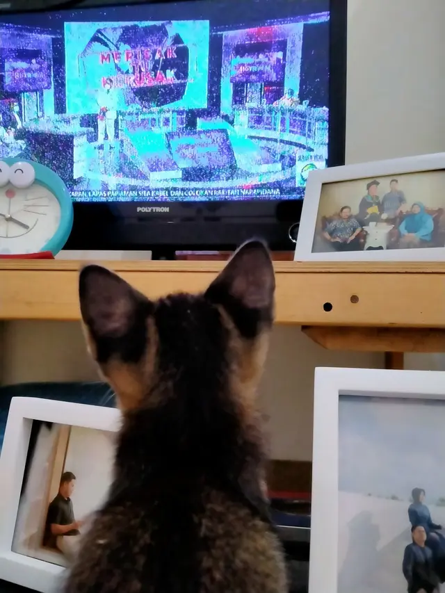 Kucing menonton televisi