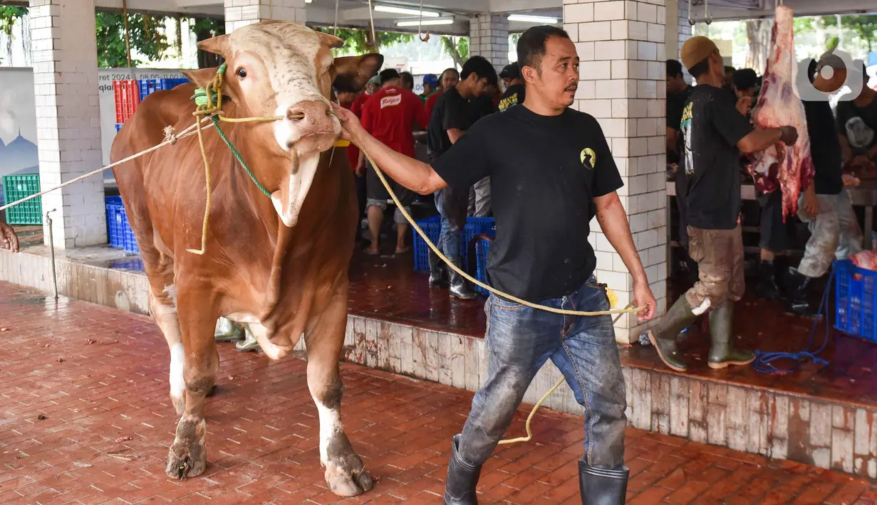 Pada Idul Adha kali ini, Masjid Istiqlal mendistribusikan langsung daging hewan kurban ke 30.000 titik. (Liputan6.com/Herman Zakharia)