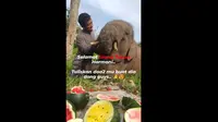 Gajah Tersopan di Taman Nasional Tesso Nilo Ulang Tahun ke-6, Banjir Ucapan Selamat dan Doa (Tangkapan Layar Instagram/btn_tessonilo)