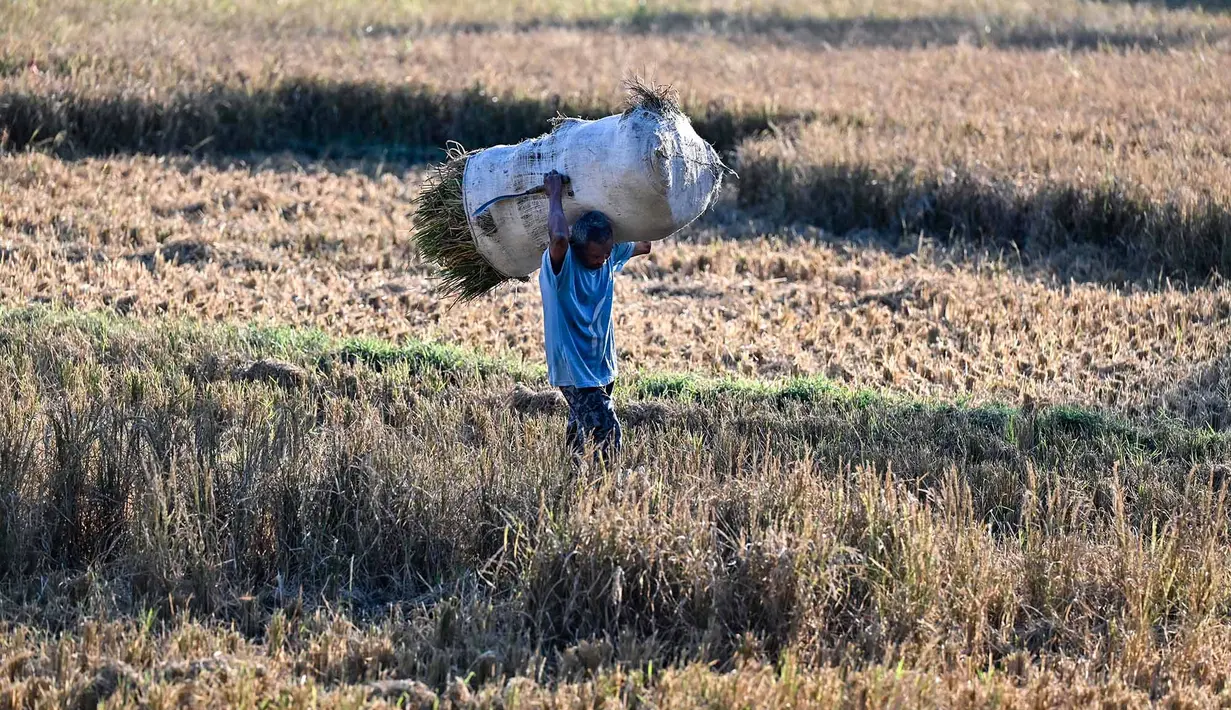 Seorang petani memanggul karung berisi tanaman padi yang rusak akibat kekeringan di Aneuk Galong, Provinsi Aceh, Minggu, 30 Agustus 2026. (AFP/ Chaideer Mahyuddin)