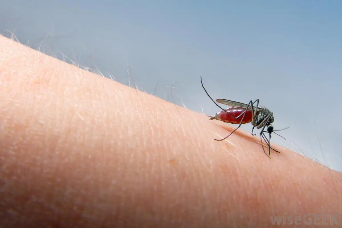 Waspada, Nyamuk DBD Sukanya Gigit Kaki