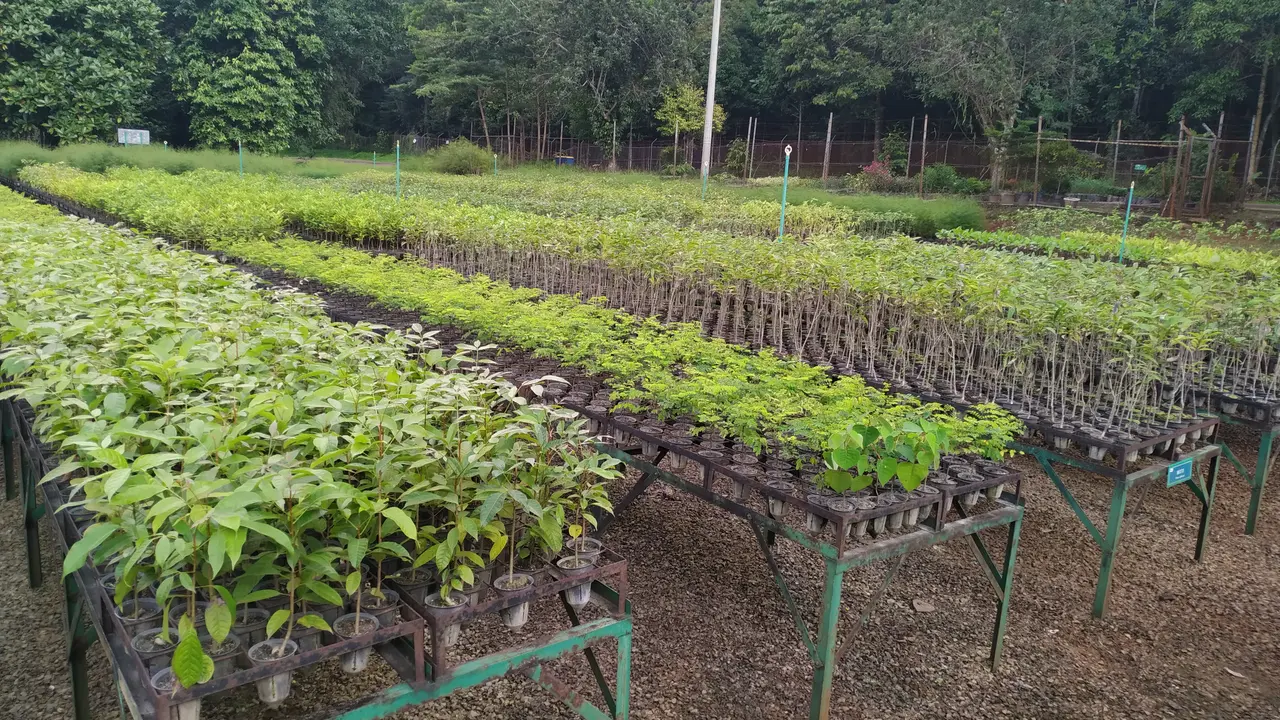 Lahan bekas tambang, PT Vale Indonesia