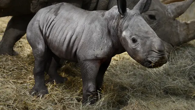 Badak putih yang diberinama Queenie untuk menghormati Ratu Elizabeth II. (Twitter @CotsWildTweets)
