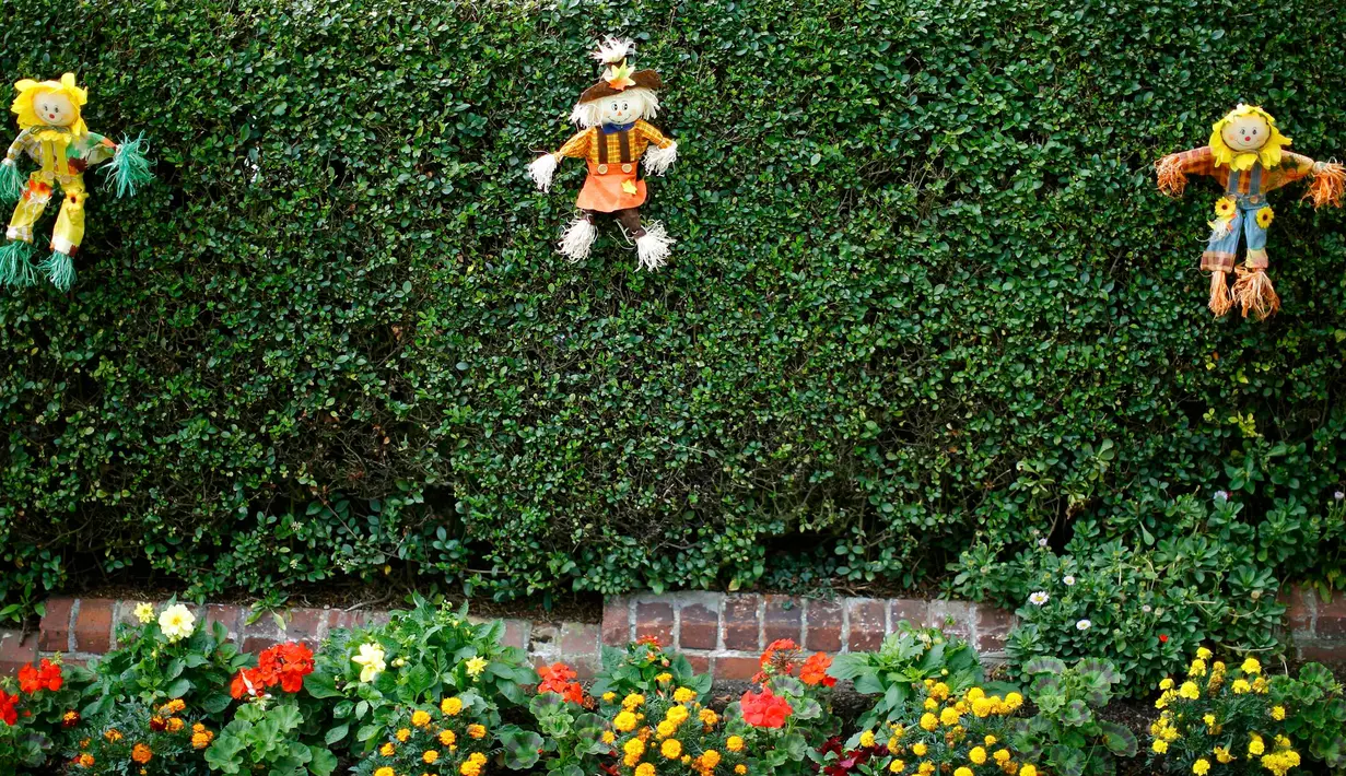 Sejumlah orang-orangan sawah kecil menghiasi pagar tanaman saat Festival Scarecrow di Heather, Inggris, 28 Juli 2015. Festival sejak 1999 ini selalu menarik perhatian wisatawan mancanegera  untuk berdatangan ke Inggris. (REUTERS/Darren Staples)