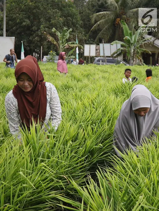 Suasana saat anggota KWT Mekar Wangi binaan program DMPA yang diinisiasi APP Sinarmas merawat tanaman jahe merah di Tanjung Jabung Barat, Jambi, Jumat (4/5). Budidaya ini mampu menghasilkan 7,2 ton jahe merah per delapan bulan. (Liputan6.com/Angga Yuniar)