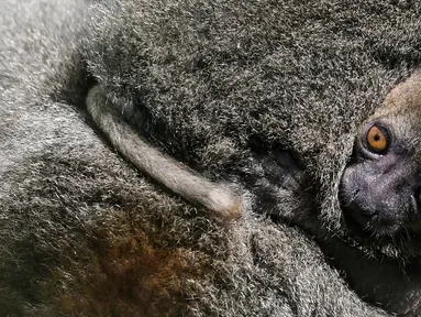 Seekor bayi Lemur bambu besar (Prolemur simus) menempel pada induknya, Veloma, di Kebun binatang Besancon, Prancis, Kamis (1/8/2019). Bayi tersebut lahir pada 2 Juli 2019 dari induk bernama Veloma (6) dan Ivongo (14). (Photo by SEBASTIEN BOZON / AFP)