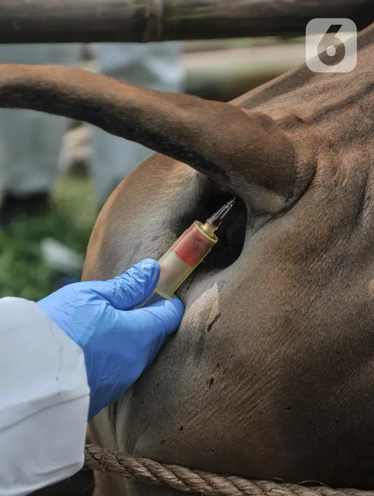 Dokter dari Tim Balai Besar Karantina Pertanian Tanjung Priok mengambil sampel darah pada sapi saat pemeriksaan kesehatan di salah satu lapak hewan kurban di Jalan Pangeran Antasari, Jakarta Selatan, Selasa (30/5/2023). (merdeka.com/Iqbal S. Nugroho)