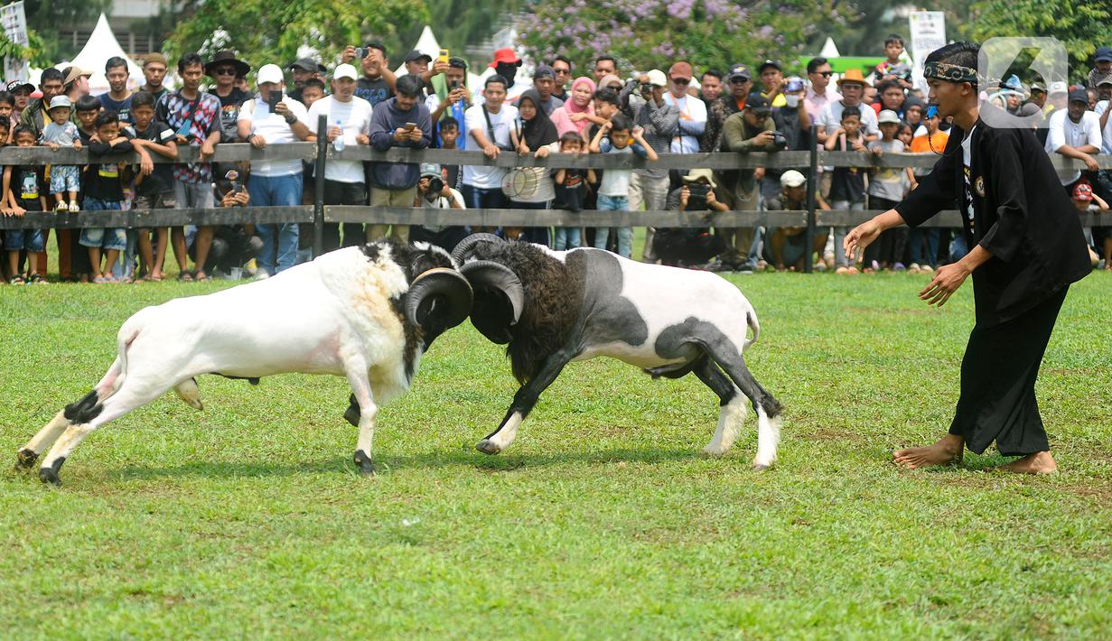 Warga tampak antusias untuk menyaksikan acara ini dengan mendekati area lapangan yang dijadikan lokasi adu domba. (merdeka.com/Arie Basuki)