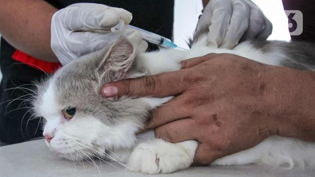 FOTO: Ratusan Hewan Peliharaan di Kota Tangerang Disuntik Vaksin Antirabies