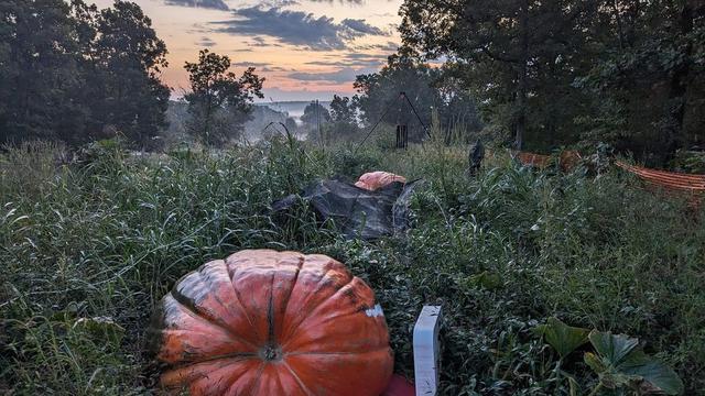 Aksi Pria Seberangi Sungai Pakai Labu
