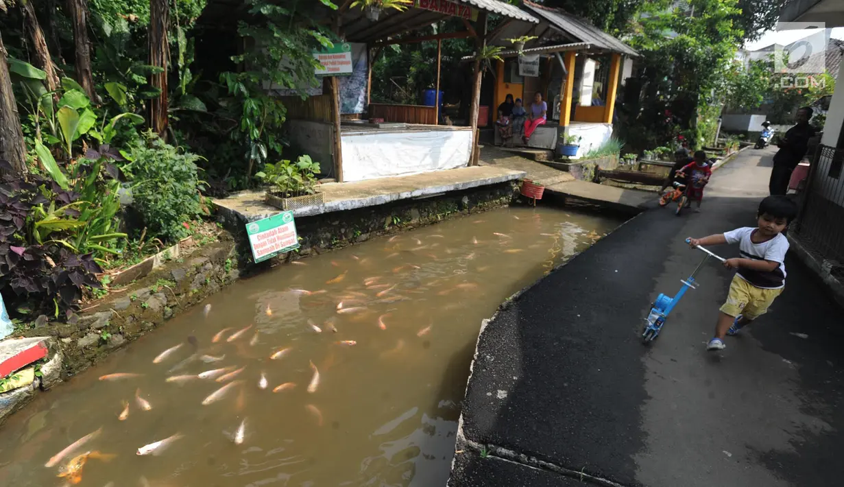 Anak-anak bermain disamping selokan air yang berisi ikan mas di Kampung Naringgul Ciasin, Ciawi, Bogor (18/4). Selokan yang sebelumnya kotor penuh sampah kini dijadikan budidaya ikan air tawar seperti ikan mas dan nila. (Merdeka.com/Arie Basuki)