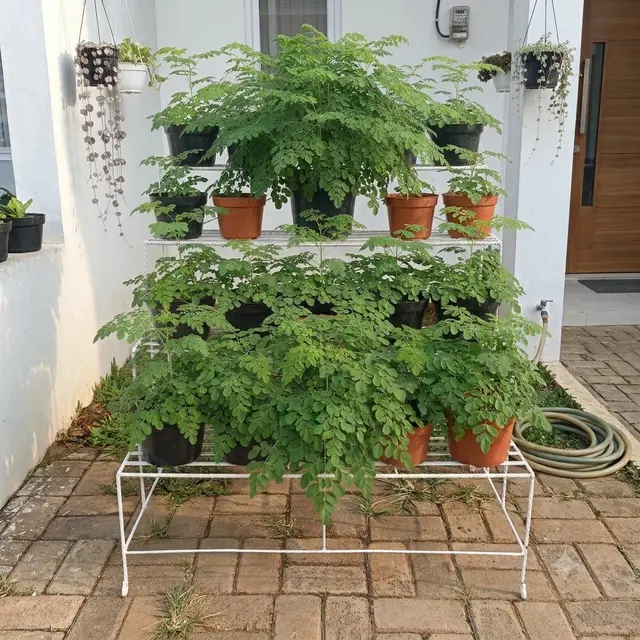 Inspirasi Kebun Kelor Mini di Halaman Rumah Lahan Terbatas