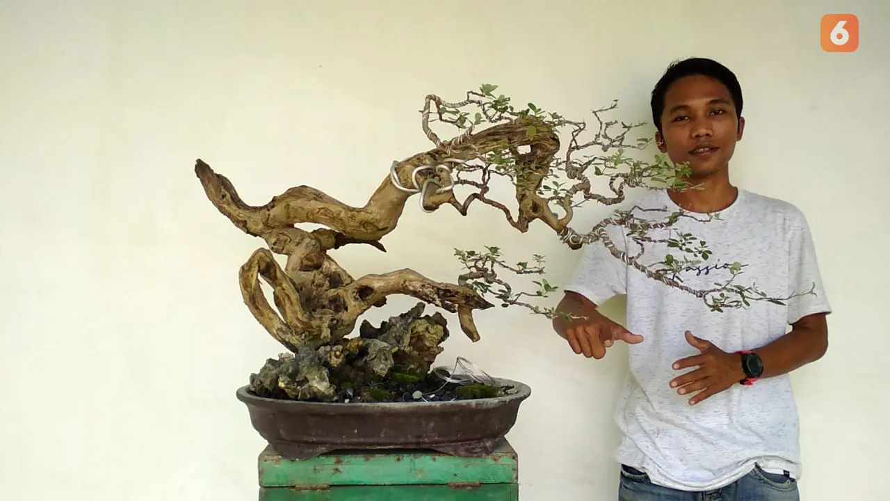 bonsai