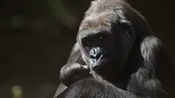 Seekor Gorila memeluk anaknya yang baru lahir di kebun binatang di Belo Horizonte, Brasil, Jumat (12/5). Bayi gorila tersebut lahir pada 8 Mei 2017 dan uniknya bayi tersebut tidak mempunyai jenis kelamin. (AFP PHOTO / DOUGLAS MAGNO)