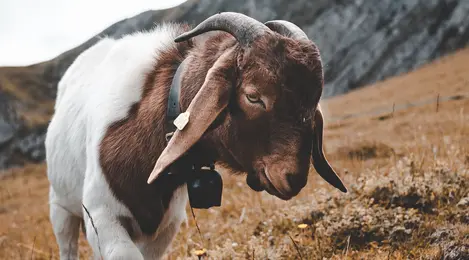 12 Arti Mimpi Kambing Yang Membawa Kabar Baik - Lifestyle Fimela.com