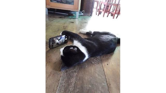 Kucing  nyeleneh (Sumber: Instagram/recehtapisayang)