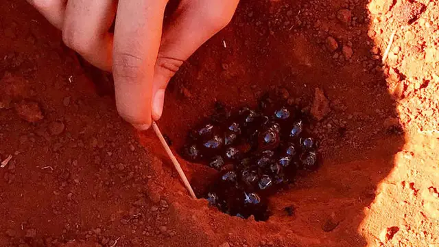 Semut Honeypot Penghasil Madu