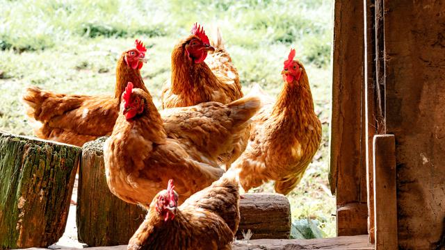 Ilustrasi ayam betina