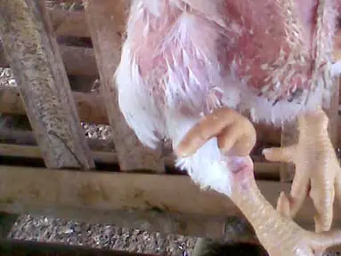 Citizen6, Sragen: Ayam yang mempunyai empat kaki. (Pengirim: Slamet Widodo)