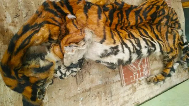 Kulit harimauy sumatra yang disita dari pemburu dan penjual organ satwa dilindungi.