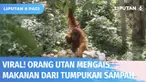 Viral rekaman video orang utan yang menggendong anaknya tengah mengais makanan di antara tumpukan sampah di wilayah Taman Nasional Gunung Leuser. Pihak Balai Besar Taman Nasional Gunung Leuser salahkan pihak penginapan yang dinilai lalai bersihkan tu...