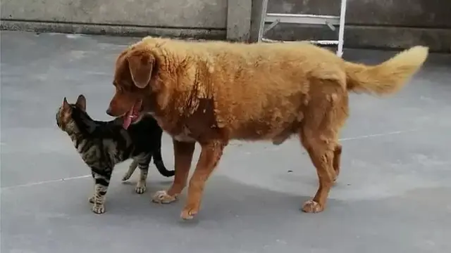 Bobi si anjing tertua di dunia