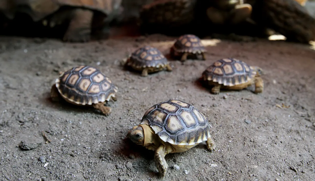 Lima kura-kura Afrika yang baru lahir (Centrochelys Sulcata) berjalan di kebun binatang, Guadalajara, negara bagian Jalisco, Meksiko (17/5). (AFP Photo/Ulises Ruiz)