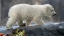 Bayi beruang kutub berjalan dalam kandang saat penampilan publik pertamanya di Kebun Binatang Schoenbrunn, Wina, Austria, Kamis (13/2/2020). Anak beruang kutub yang tidak disebutkan namanya tersebut lahir pada 9 November 2019. (AP Photo/Ronald Zak)
