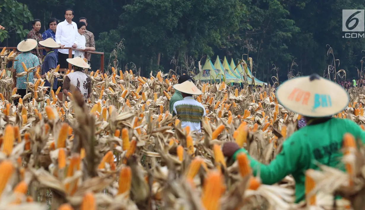 Presiden Joko Widodo (Jokowi) menghadiri panen raya jagung di Perhutanan Sosial, Ngimbang, Tuban, Jumat (9/3). Jokowi didampingi Ibu Negara Iriana, Menteri LHK Siti Nurbaya Bakar, dan Menteri BUMN Rini Soemarno. (Liputan6.com/Angga Yuniar)