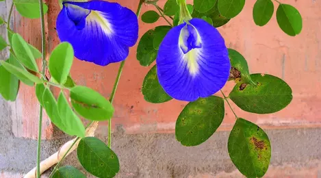 Tak Hanya Cantik Bunga Telang Biru Juga Berkhasiat Lifestyle Fimela Com