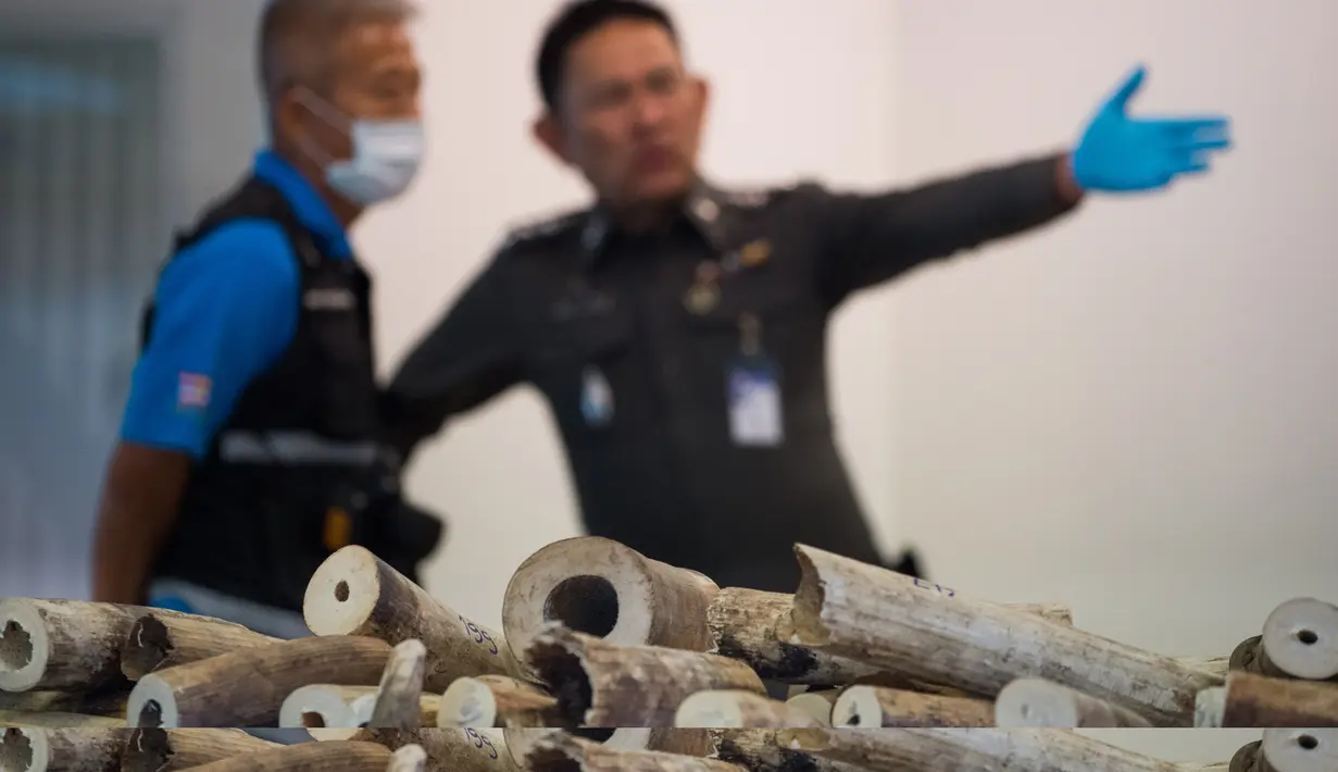 Petugas memperlihatkan gading yang berhasil disita di di bandara Bangkok, Selasa (7/3). Thailand telah menyita lebih dari 300 kilogram gading dari Malawi pada penerbangan ke bandara utama ke Bangkok. (AFP PHOTO / Roberto SCHMIDT)