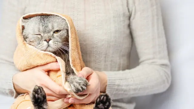 Keringkan kucing