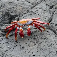 ilustrasi kepiting/Zita Almasy de Zsadany/unsplash