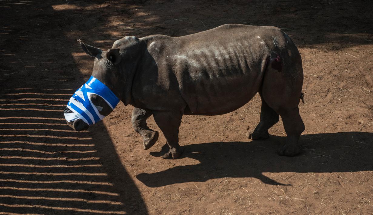 Seekor badak tanpa cula usai diberi pengobatan di Bela Bela, Johannesburg, Afrika Selatan (20/5). Badak tersebut korban para pemburu liar yang mengincar cula badak. (AFP Photo/Mujahid Safodien)
