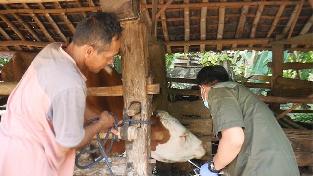 Bidang kesehatan Hewan Gunungkidul cek kondisi Hewan
