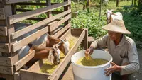 Cara Buat Pakan Kambing Fermentasi dari Daun Liar Pekarangan