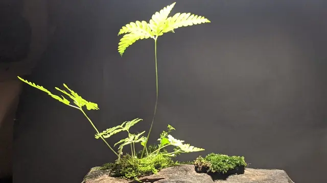 Terarium