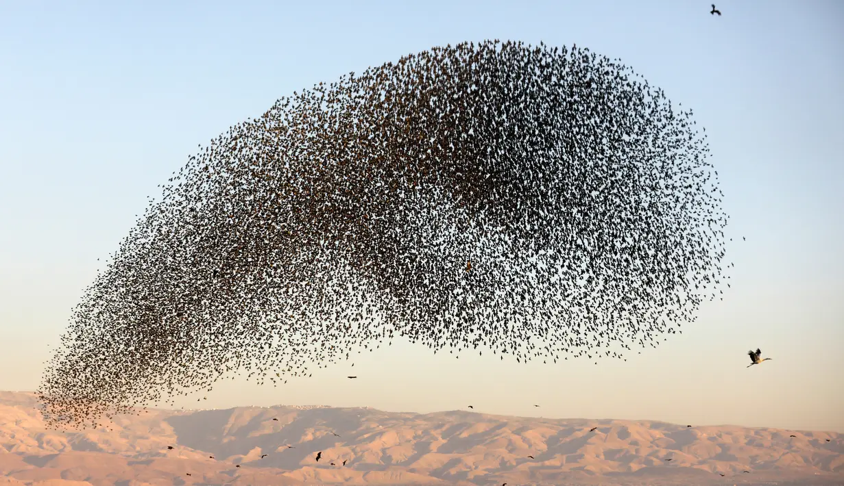 Migrasi burung jalak eropa (Sturnus vulgaris) terbang berkelompok membentuk pola sebelum hinggap untuk beristirahat dan tidur, terlihat di Lembah Jordan, Tepi Barat, sepanjang perbatasan dengan Yordania pada 3 Februari 2019. (MENAHEM KAHANA / AFP)