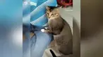 Aksi lucu dilakukan seekor kucing yang malah pingsan setelah mencium ketiak majikannya sendiri.