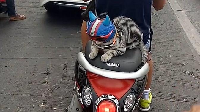 6 Potret Kucing Naik Motor Ini Bikin Geleng Kepala (sumber: 1cak)