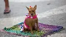 Seekor anjing berpose dengan mengenakan kostum saat mengikuti karnaval anjing "Blocao" di pantai Copacabana di Rio de Janeiro, Brasil (4/2). Dalam karnaval ini diikuti oleh hewan peliharaan yang berpenampilan semenarik mungkin. (AP Photo/Silvia Izquierdo)