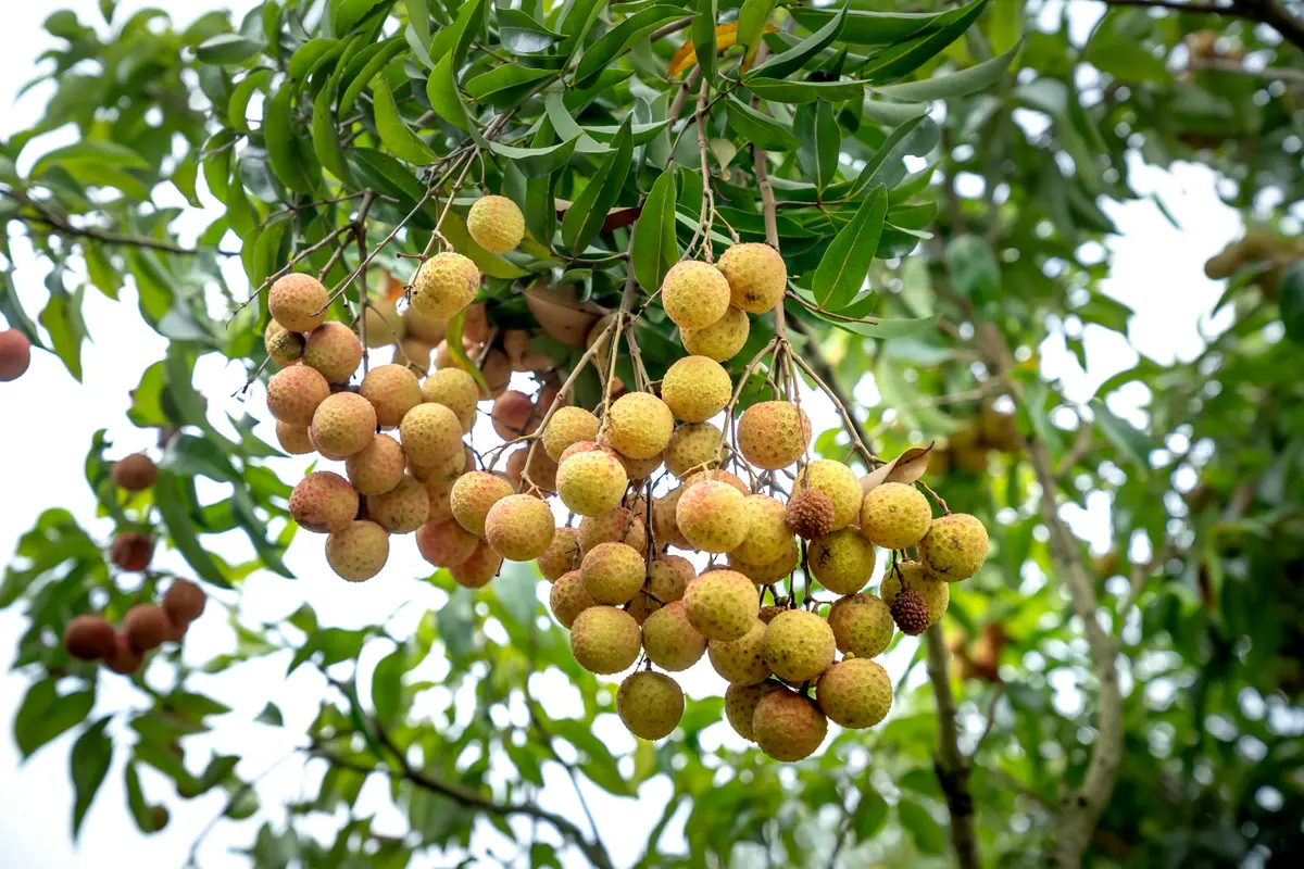 Pohon Kelengkeng (Photo by Quang Nguyen Vinh via Pexels)