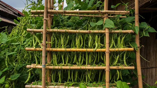Inspirasi Kebun Kacang Panjang Rambat di Pagar Bambu (AI)
