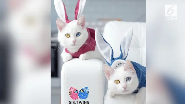 Karena penampilan uniknya, sang pemilik pun membuatkan akun Instagram khusus untuk kucing kesayangannya itu. Semua pengikutnya pun tampak terpesona dengan matanya yang bening namun memiliki warna berbeda.