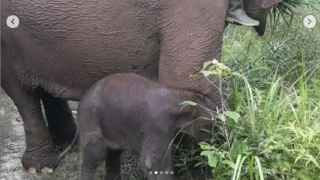 Taman Nasional Tesso Nilo