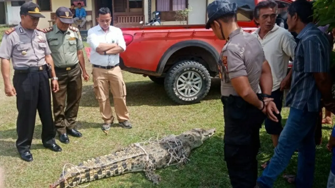 Buaya yang ditangkap warga Desa Sikakak, Kabupaten Kuantan Singingi, akhirnya mati karena lemas.
