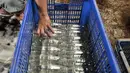 Pekerja mengumpulkan botol yang telah dibersihkan untuk tempat bir pletok, Jakarta, Senin (6/2). Bir pletok masuk dalam ikon Budaya Betawi sebagai tindak lanjut Perda No 4 Tahun 2015 tentang Pelestarian Budaya Betawi. (Liputan6.com/Yoppy Renato)