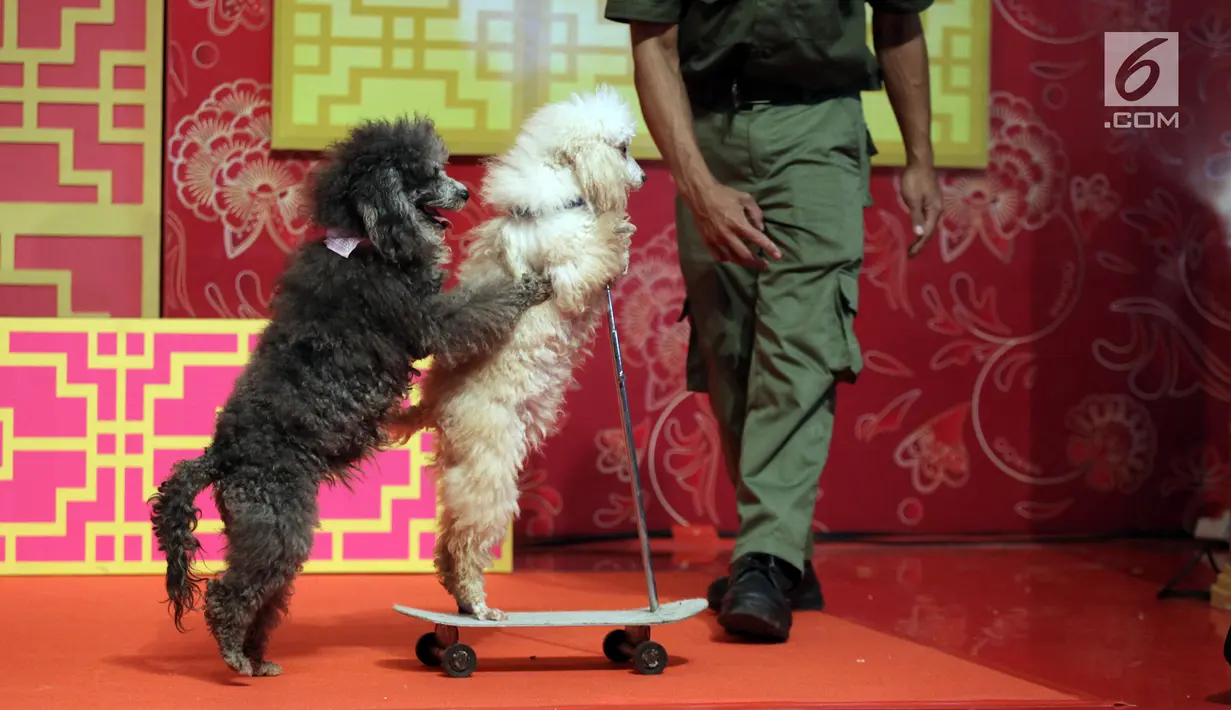 Pertunjukkan Dog Show pada pembukaan event Imlek "Lucky New Year, Lucky You" di Jakarta, Jumat (2/2). Menurut pakar feng shui tahun anjing tanah adalah tahun yang dipenuhi energi yang akan membawa hal-hal baik. (Liputan6.com/Arya Manggala)